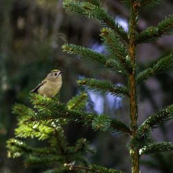 Goldcrest (Regulus regulus)