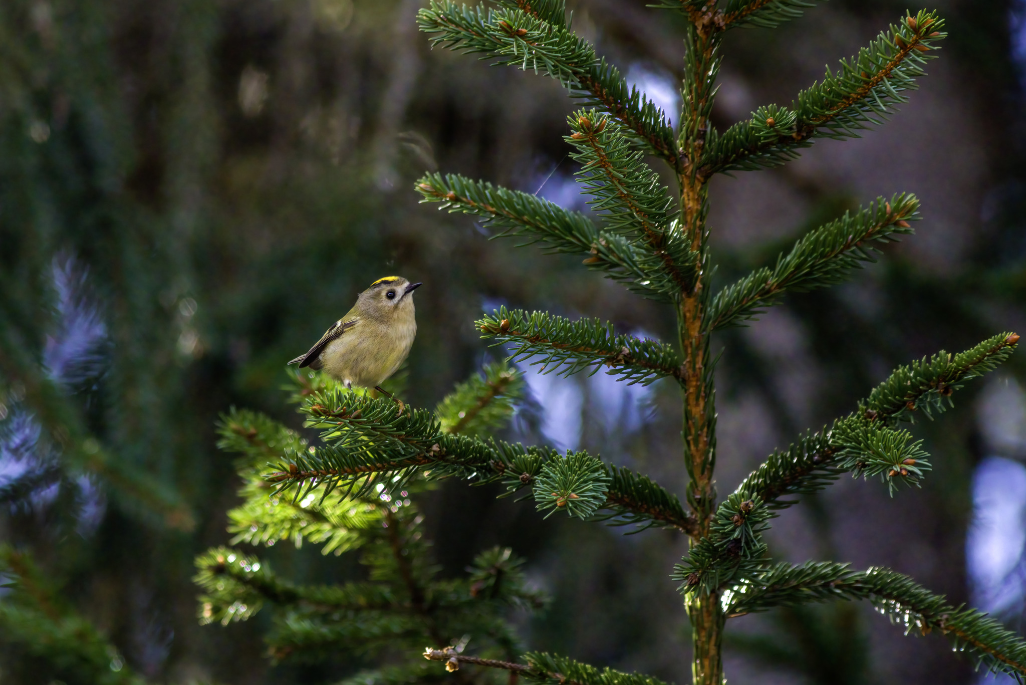 Goldcrest (Regulus regulus)