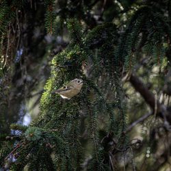 Goldcrest (Regulus regulus)