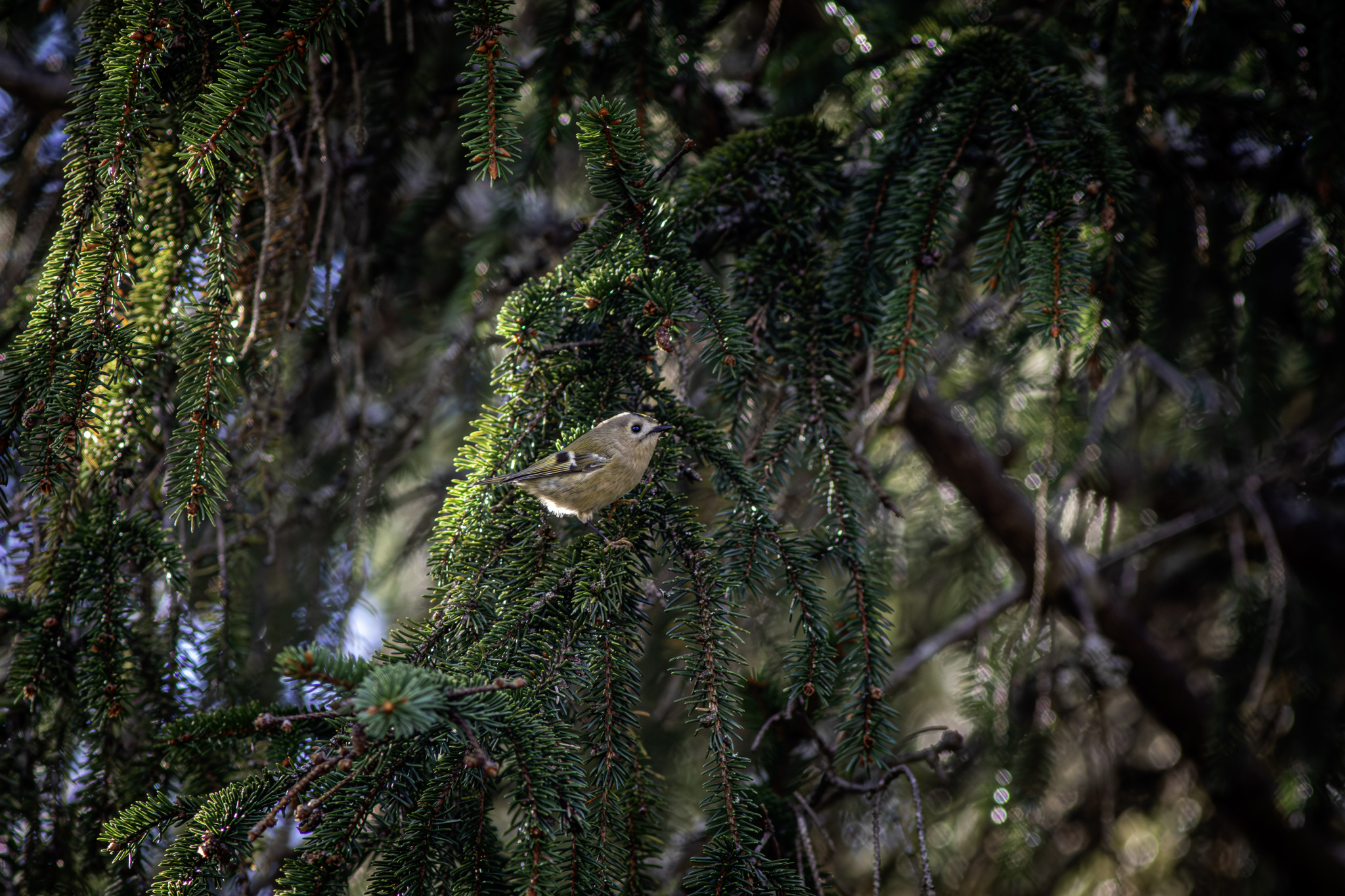 Goldcrest (Regulus regulus)