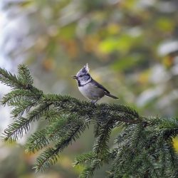 European crested tit (Parus cristatus)