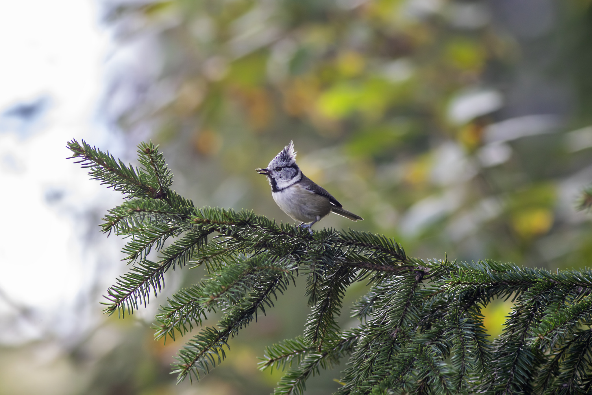 European crested tit (Parus cristatus)