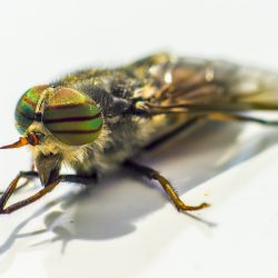 Band-eyed brown horse fly (Tabanus bromius)