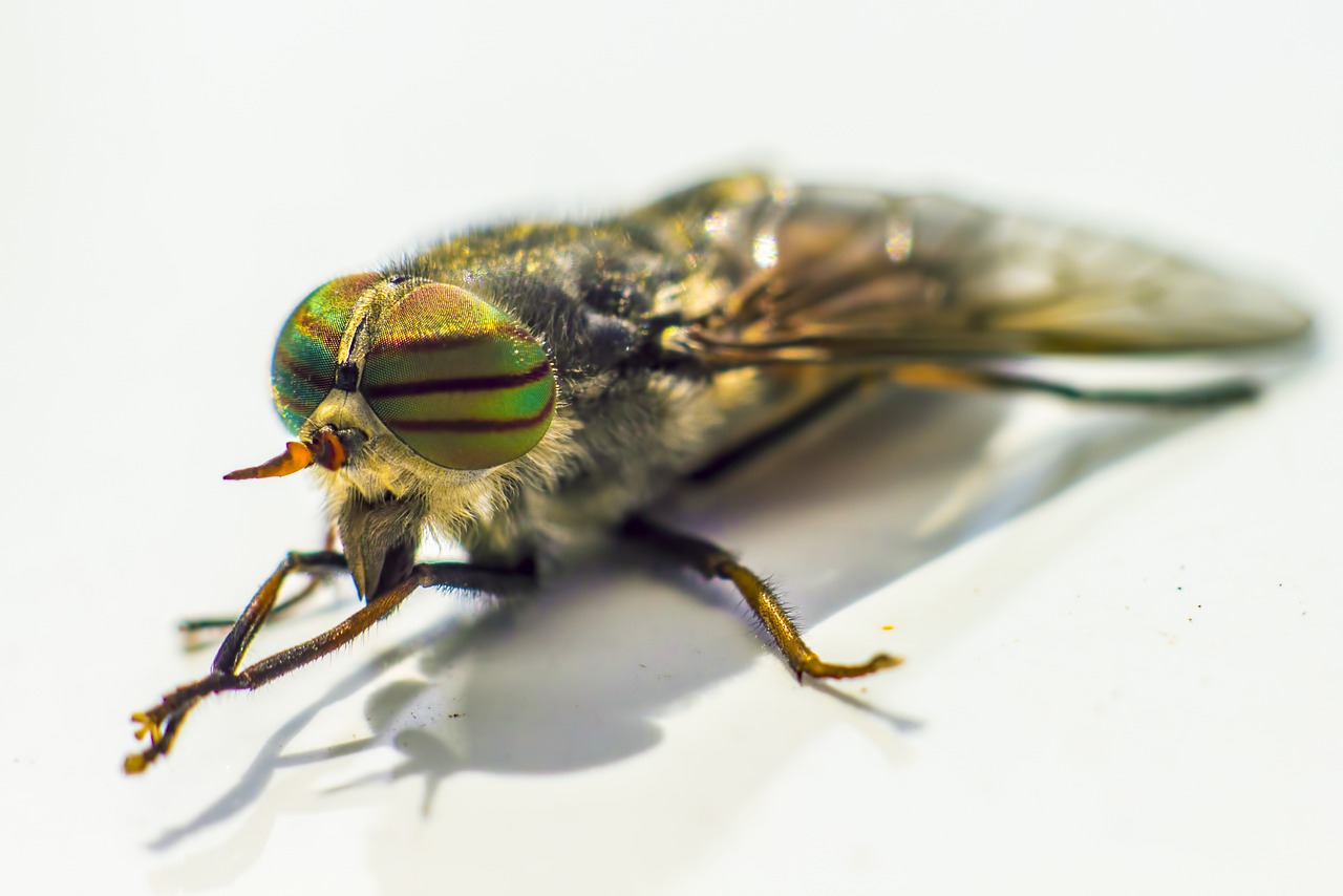 Band-eyed brown horse fly (Tabanus bromius)