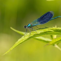 Beautiful Demoiselle (Calopteryx virgo)