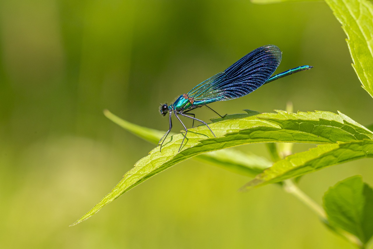 Beautiful Demoiselle (Calopteryx virgo)