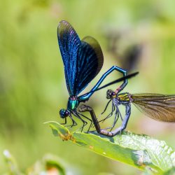 Beautiful Demoiselle (Calopteryx virgo)