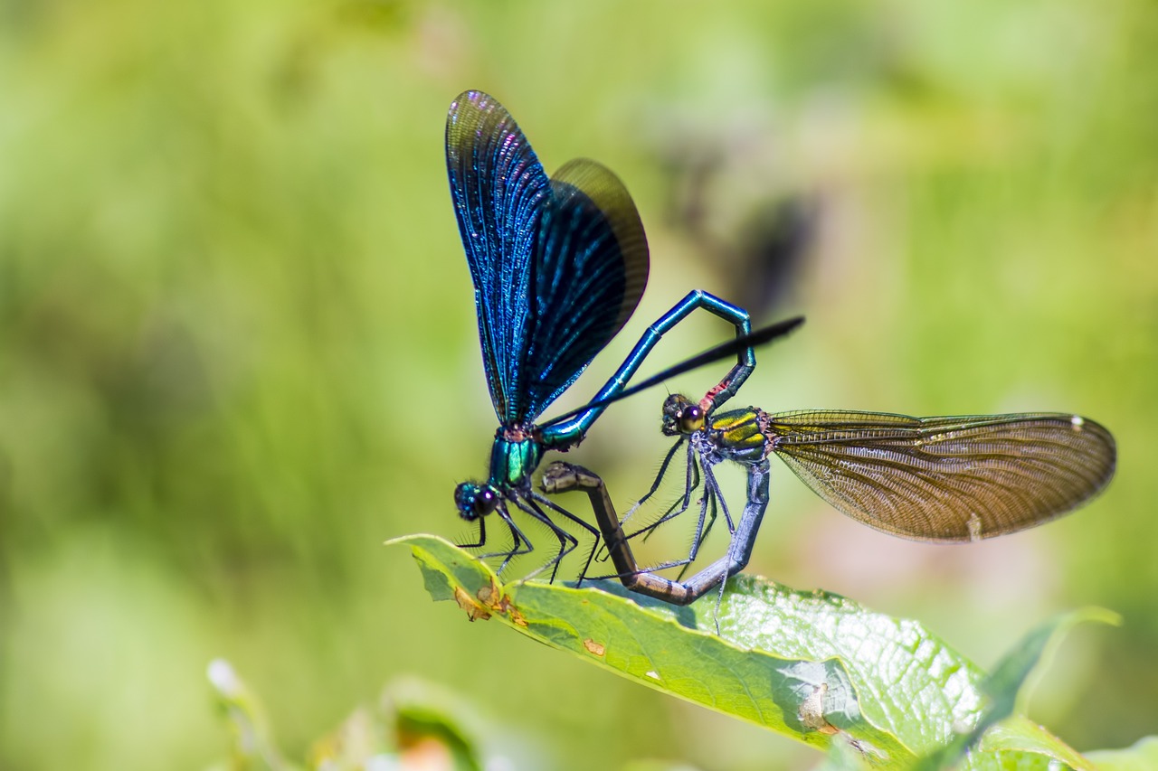 Beautiful Demoiselle (Calopteryx virgo)