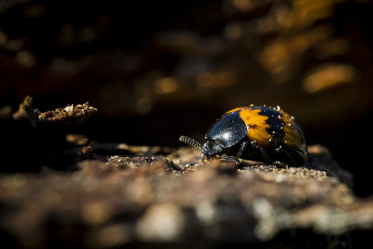 Red-banded fungus beetle (Megalodance faciata)