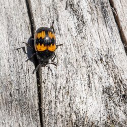 Red-banded fungus beetle (Megalodacne faciata)