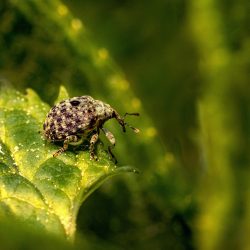 Figwort weevil (Cionus scrophulaiae)