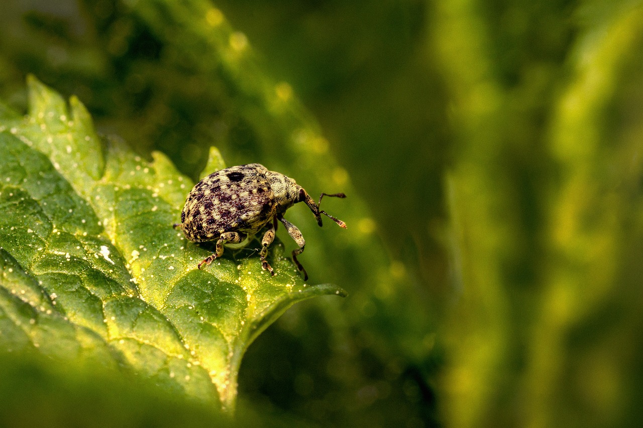 Figwort weevil (Cionus scrophulaiae)