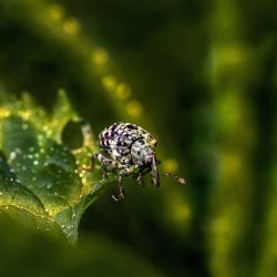 Figwort weevil (Cionus scrophulariae)