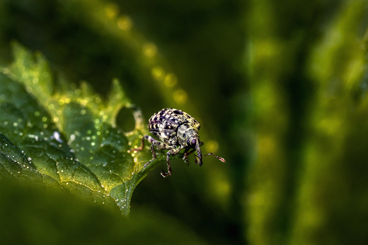 Figwort weevil (Cionus scrophulariae)