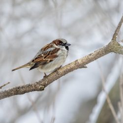 Home sparrow (Passer domesticus)
