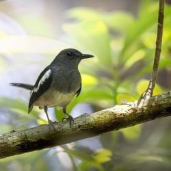 Oriental magpie-robin (Copsychus saularis)