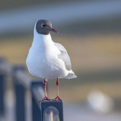 Black-headed gull (Larus ridibundus)