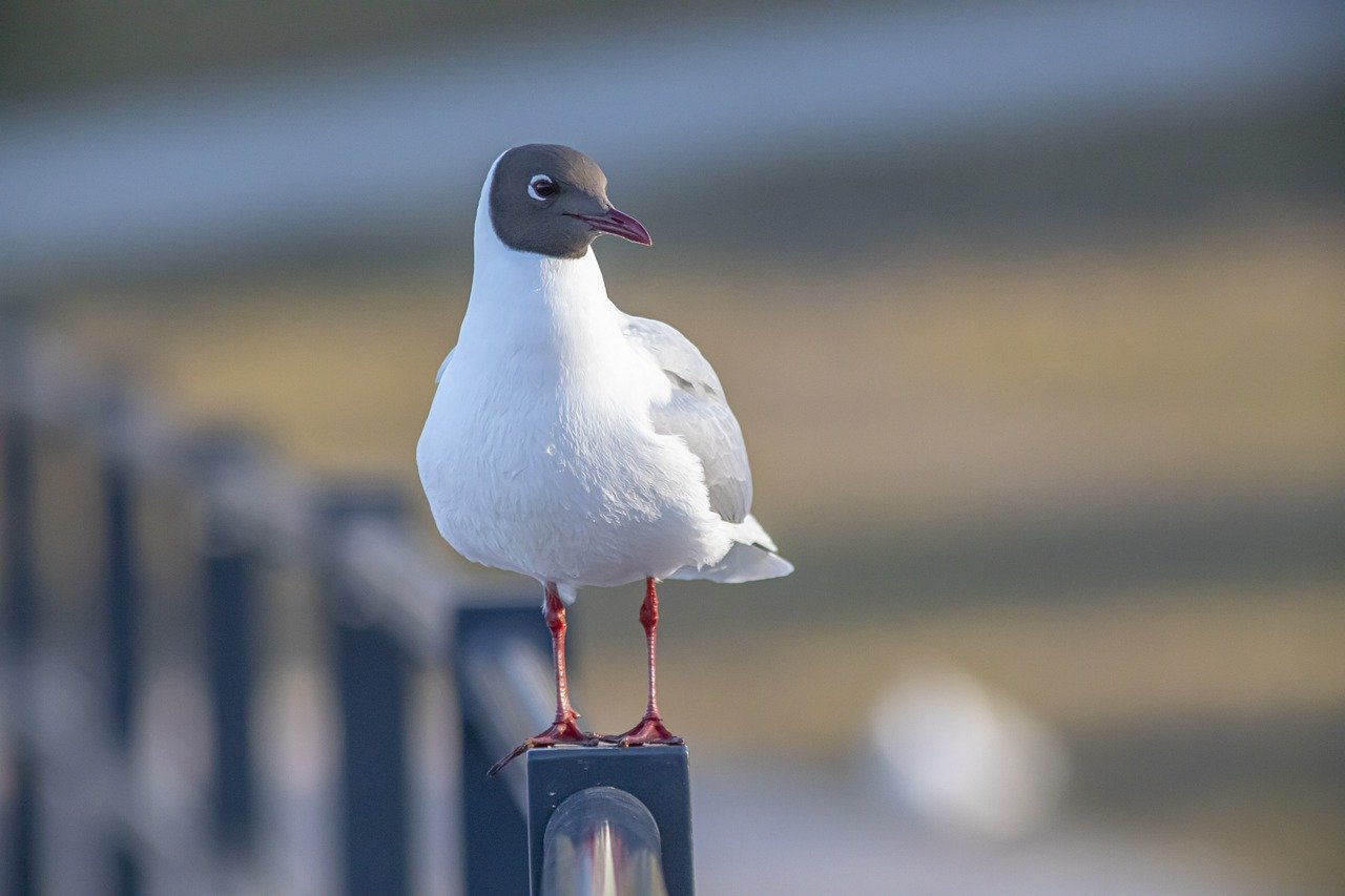 Black-headed gull (Larus ridibundus)