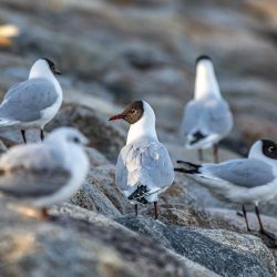 Black-headed gull (Larus ridibundus)