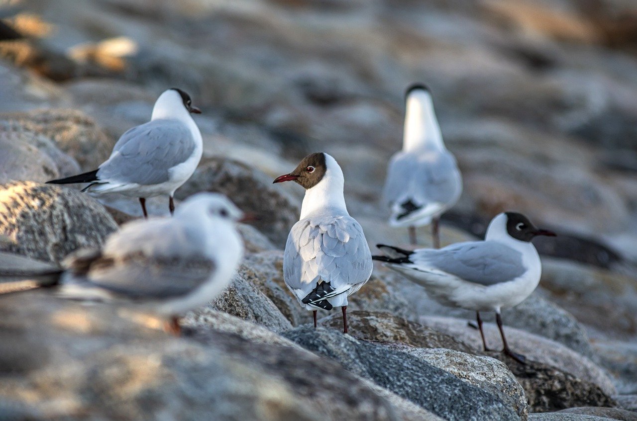 Black-headed gull (Larus ridibundus)