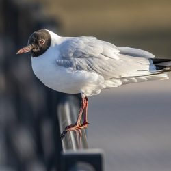 Black-headed gull (Larus ridibundus)