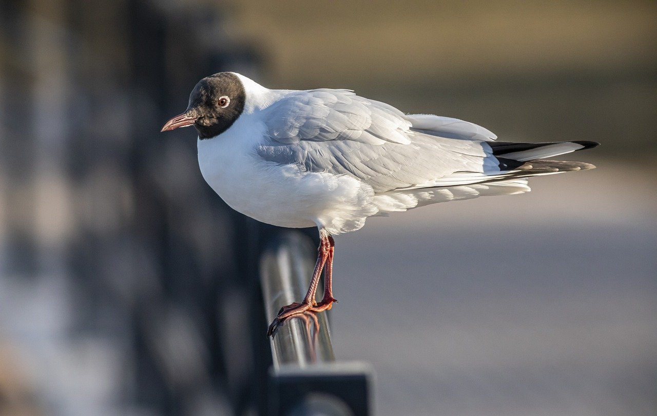 Black-headed gull (Larus ridibundus)