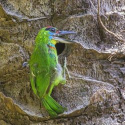 Red-throated Barbet (Megalaima mystacophanos)