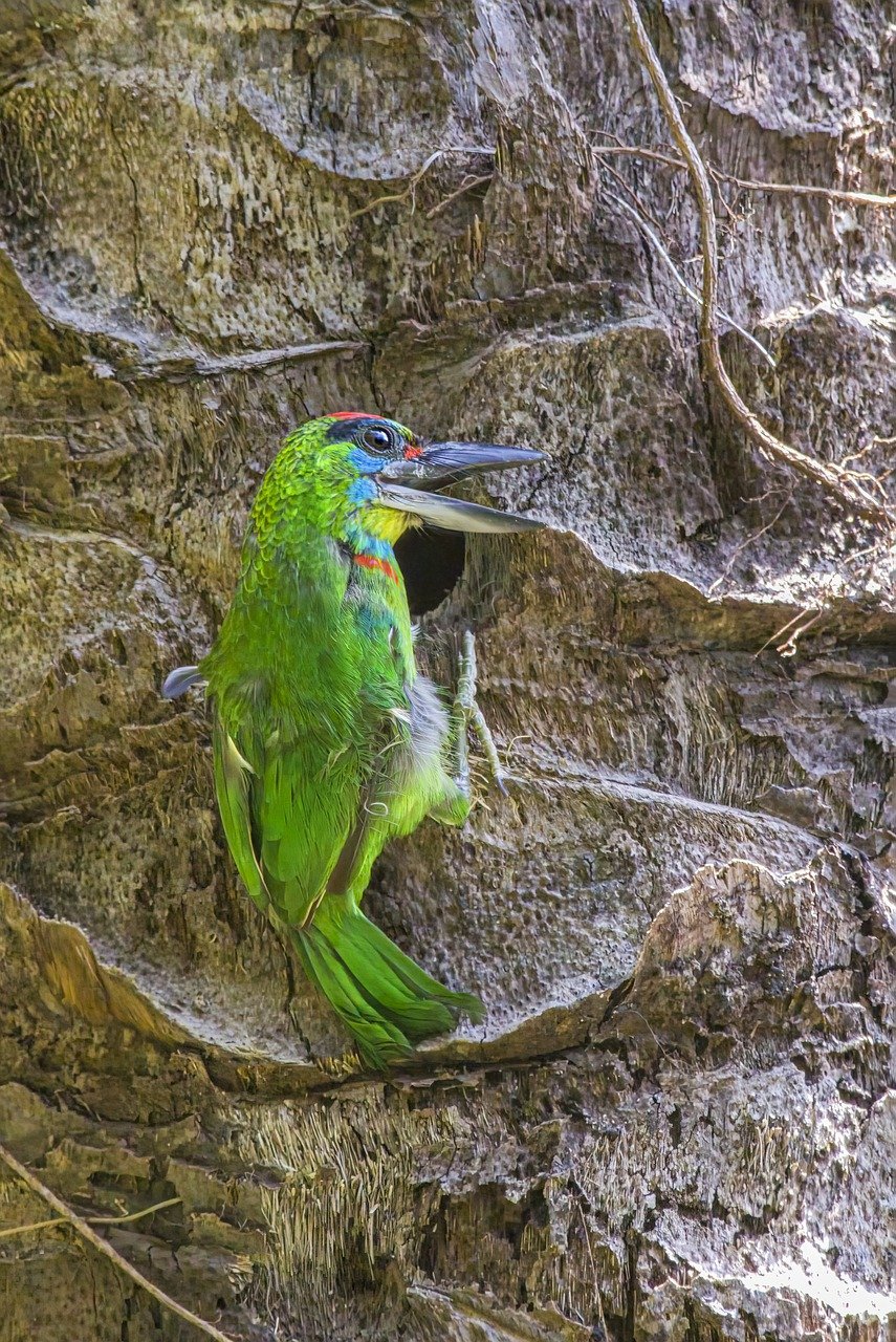 Red-throated Barbet (Megalaima mystacophanos)