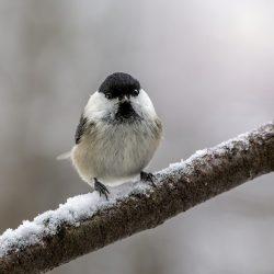 Willow tit (Poecile montanus)