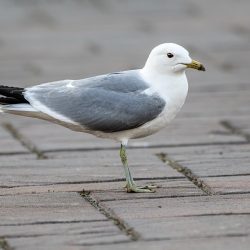 Common Gull (Larus canus)