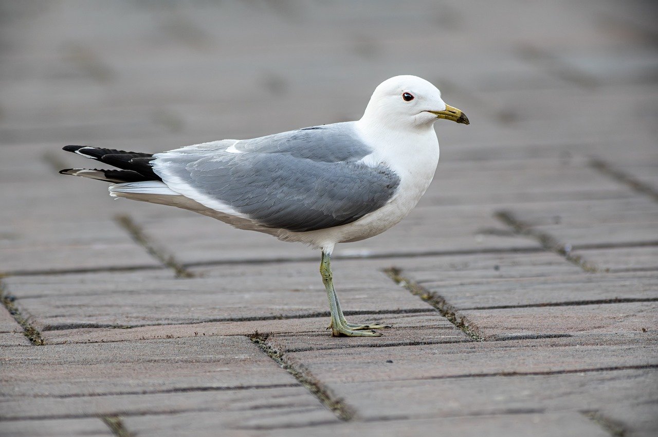 Common Gull (Larus canus)