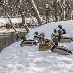 Mallard or wild duck (Anas platyrhynchos)