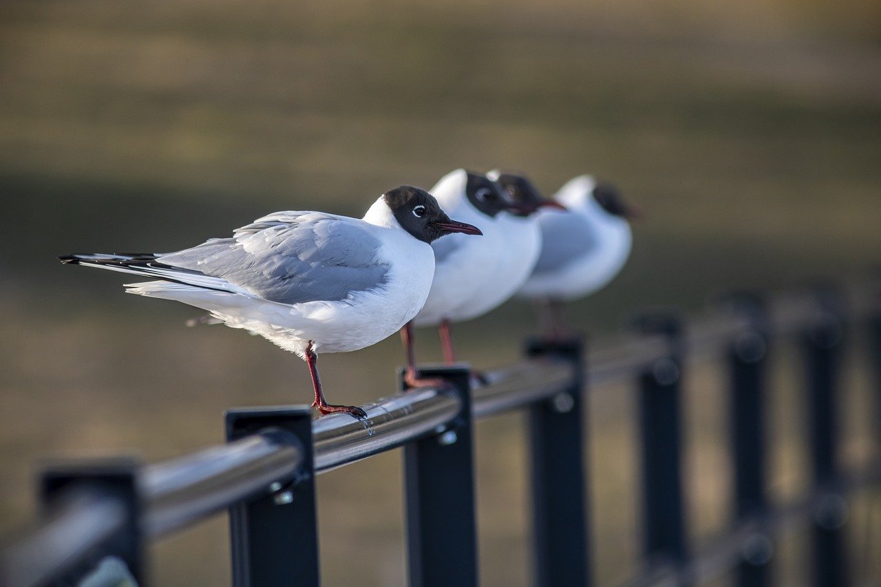 Black-headed gull (Larus ridibundus)