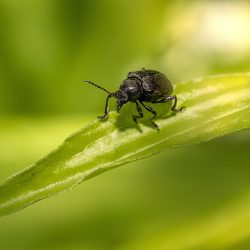 Western Grape Rootworm (Bromius obscurus)