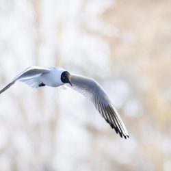 Black-headed gull (Larus ridibundus)