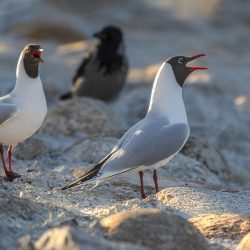 Black-headed gull (Larus ridibundus)