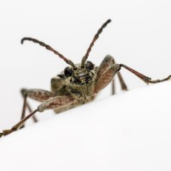 Black-spotted longhorn beetle (Rhagium mordax)