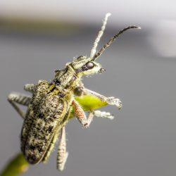 Black-spotted longhorn beetle (Rhagium mordax)