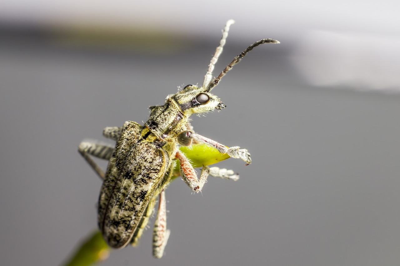 Black-spotted longhorn beetle (Rhagium mordax)