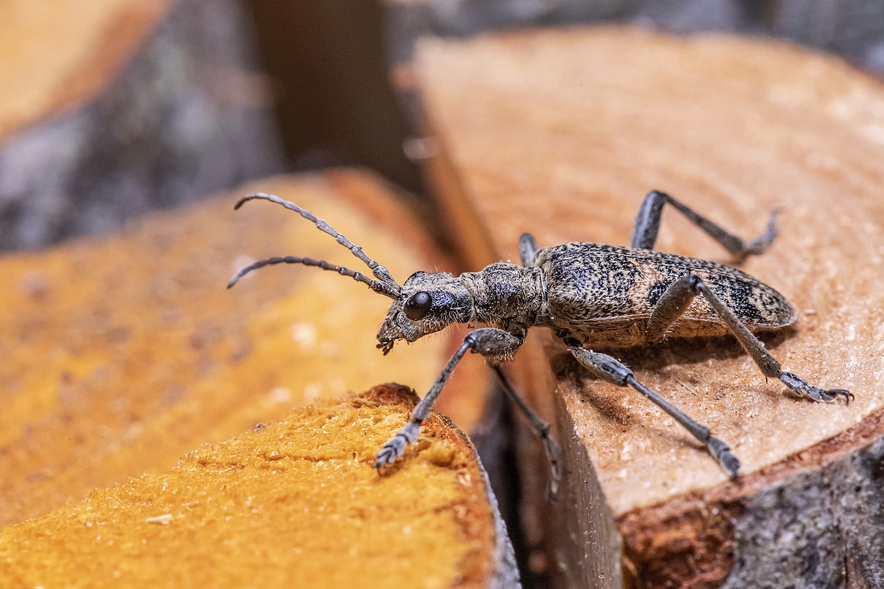 Black-spotted longhorn beetle (Rhagium mordax)