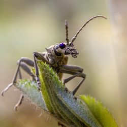 Black-spotted longhorn beetle (Rhagium mordax)