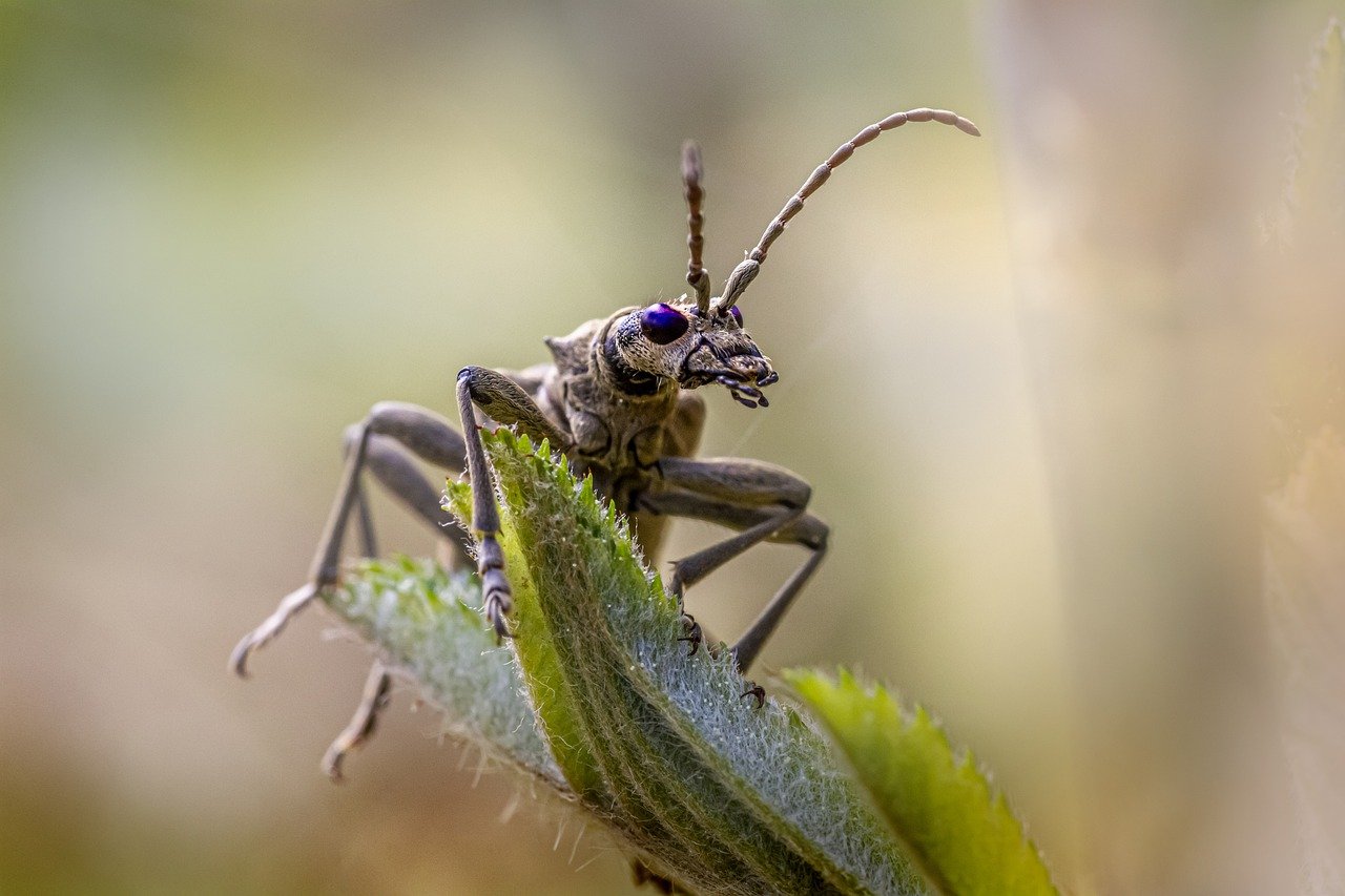 Black-spotted longhorn beetle (Rhagium mordax)