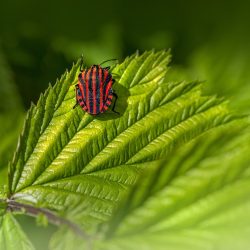 Striped bug (Graphosoma lineatum)