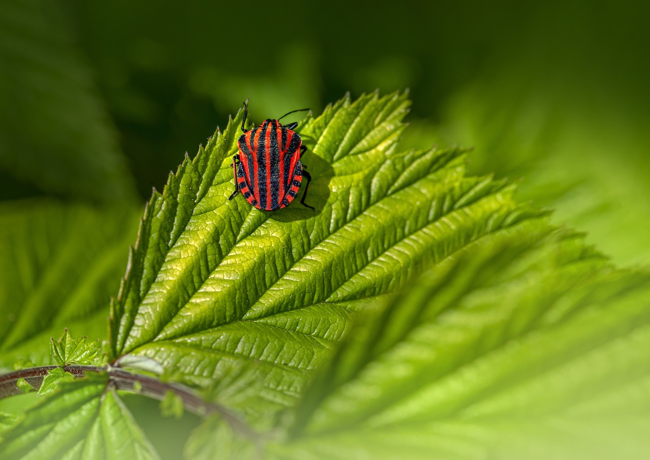 Striped bug (Graphosoma lineatum)