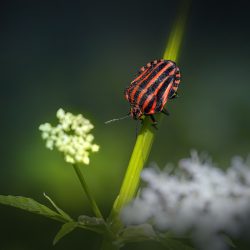 Striped bug (Graphosoma lineatum)