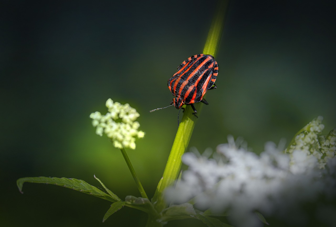 Striped bug (Graphosoma lineatum)