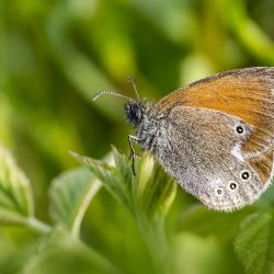 Chestnut Heath (Coenonympha glycerion)