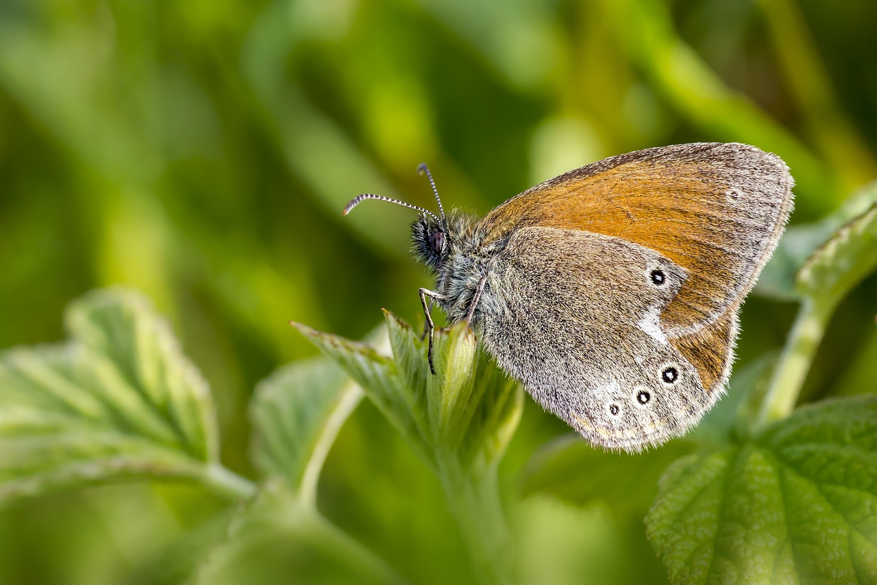 Chestnut Heath (Coenonympha glycerion)