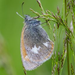 Chestnut Heath (Coenonympha glycerion)