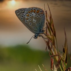 Common blue (Polyommatus icarus)